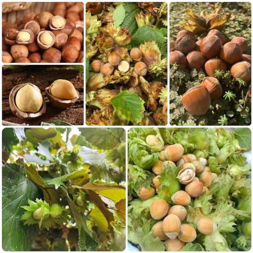 20 pcs haselnussstrauch kaufen samen, haselnuss pflanze winterhart, winterharte pflanzen für balkon, outdoor pflanzen, haselnuss samen (Corylus avellana) winterharte stauden mehrjährig,