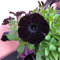 100 semi di petunia nera