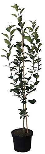 Apfelbaum Roter Eiserapfel historische Sorte Winterapfel Buschbaum 110-140 cm 10 L Topf Unterlage M7