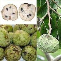 5 Les graines de fruits Cherimoya RLP085 (Annona Cherimola)