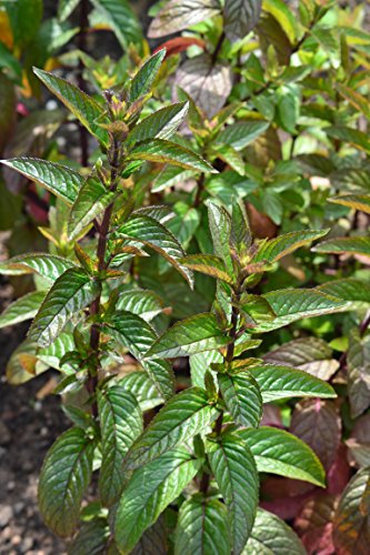 PREMIER SEEDS DIRECT - HERB Peppermint - Mentha PIPERATA - 6000 Finest Seeds