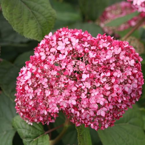 Vivai le Georgiche - Pianta vera di Hydrangea arborescens Pink Annabelle Hydrangea arborescens 'Ncha1' Ortensia 'Pink Annabelle', Ortensia 'Invincibelle' - vaso Ø 18 cm