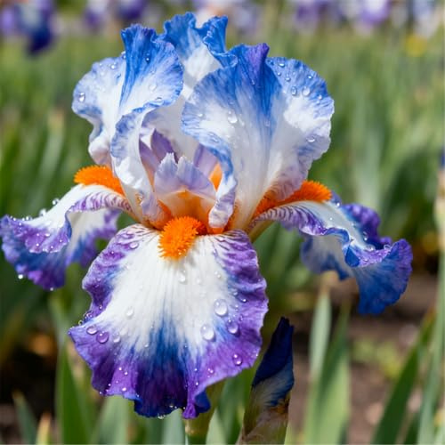 Iris grande/Iris tedesco/Giardino/Balcone/Vaso/Altezza: 15-20 cm-8 PCS-B
