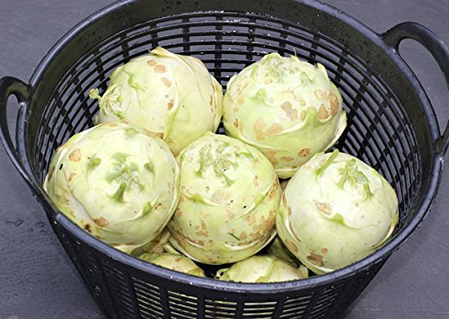 25 semi Cavolo rapa Kossak:Semi