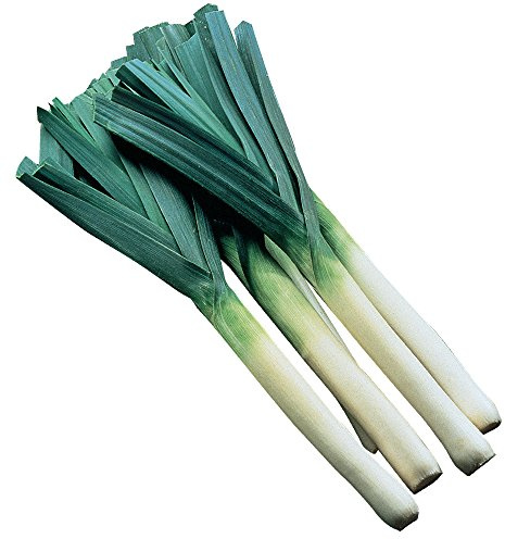 Burpee Dawn Giant Leek Seeds 500 seeds