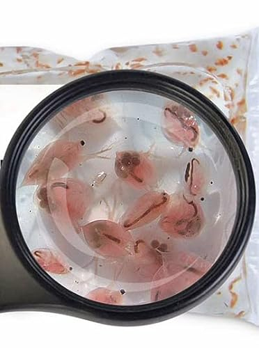 Lebendfutter SAHAWA Fischfutter Verschiedene Sorten zur Auswahl 45ml oder 90 ml Lebendfutter SAHAWA (Daphnien 90ml)