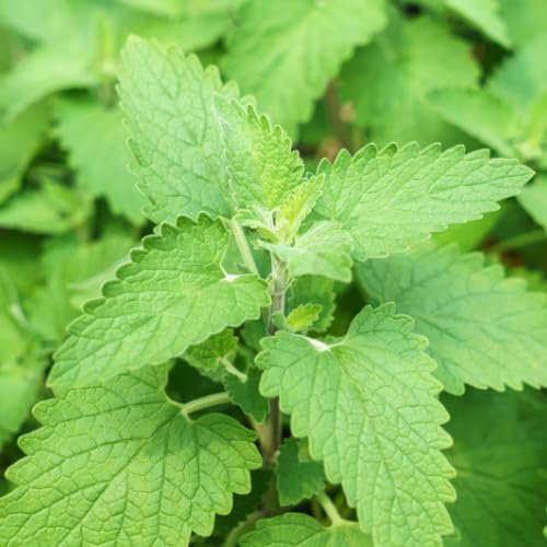 Catnip Grow Your own Catnip catgrass Catmint - Nepeta Cataria Seeds