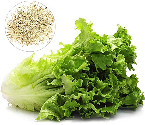 Benoon Semillas De Lechuga, 1000 Piezas/Bolsa Semillas De Hortalizas Semillas De Hortalizas De Lechuga Romana De Jardín Para El Hogar Semillas de lechuga