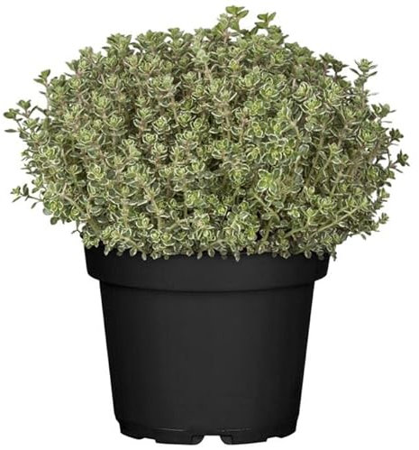 DECOALIVE Tomillo Limonero Planta Natural para Huerto Urbano, 8436606539415