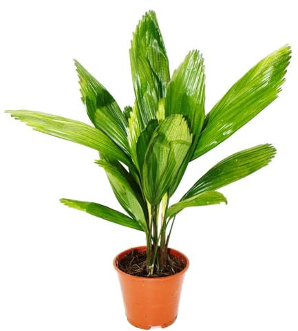 Licuala grandis Palmier d'intérieur en pot de 13 cm
