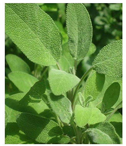 PREMIER SEEDS DIRECT Herbs - SAGE - Broad LEAVED - 100 Seeds (Organic/BIO)