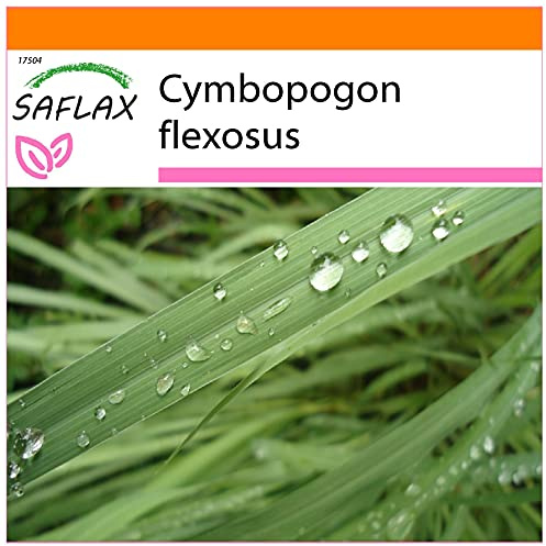 SAFLAX - Garden in the Bag - Örter - Citrongräs - 50 Frön - Med underlag i en passande resväska - Cymbopogon flexosus