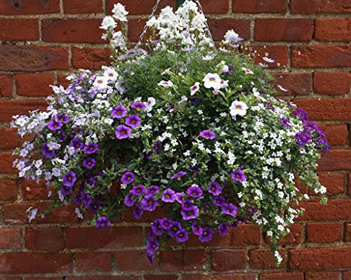 18x Mixed Flowering tub & Hanging Basket Plug Plants. 6x3 Types