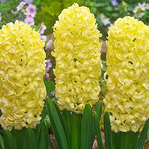 Hyacinthus - Perennials - Spring Flowering Bulbs - for Your Beautiful Garden (3 x City of Haarlem)