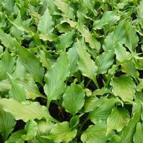 6x Hosta ventricosa – Godet 9x9cm | Feuillage vert foncé, floraison violette