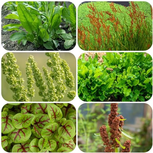 semillas de acedera orgánica semillas perennes Comprar acedera cocina jardín camas elevadas, jardín para balcón 250pcs