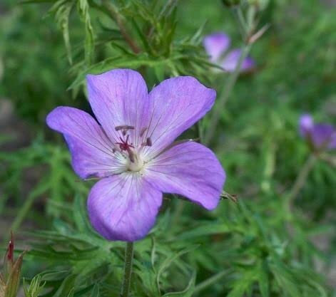 6x Storkkäppar - Geranium Clarkei 'Kashmir Purple' - 9 x 9 cm kruka - lila blå blomma