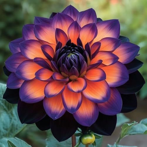 Rizoma de Dalia perenne: adecuado para plantación al aire libre- diseño de paisaje y siembra en primavera y otoño-2 Rizomas-a