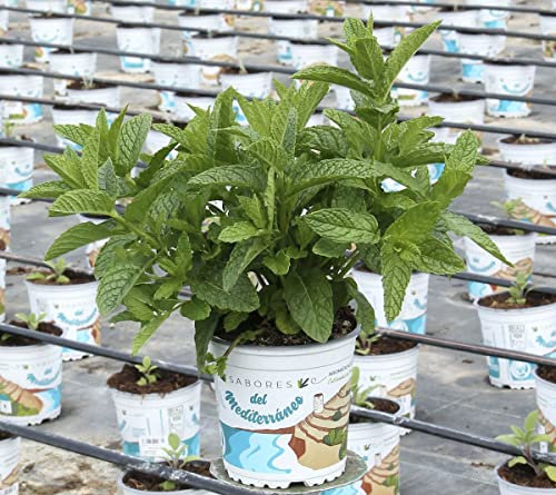 Menta del Té Marroquí Mentha Hierbabuena Planta Natural para Terraza y Jardín