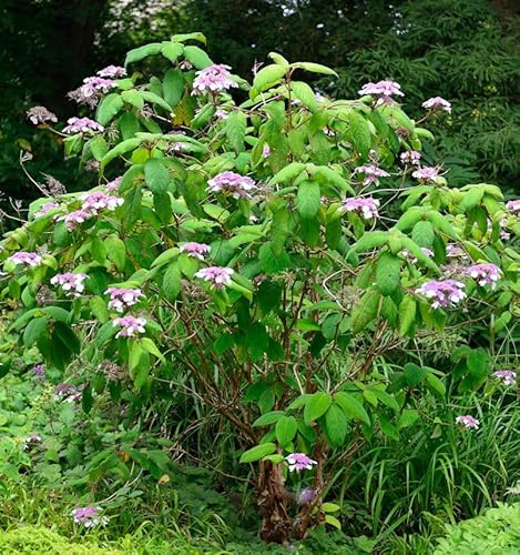 Samt-Hortensie 80-100cm - Hydrangea aspera - lebende Gartenpflanze aus den Baumschulen
