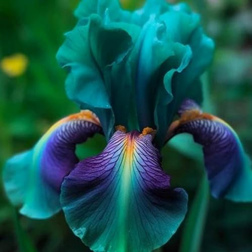 Iris Bulbs-Excellent Display Indoor Perennial,Flowering Rhizome,Balcony Garden Bulbs.-E-4 Bulbs