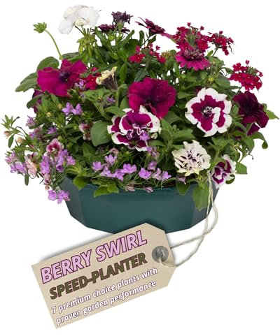Themed Speedplanter - Contains 7 Colour Coordinated Live Plants with Controlled Release Fertiliser. Outdoor Garden Ready. Perfect for Patios & Gardens. Delivered Fresh & UK Grown
