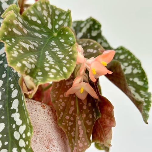 semillas de begonia de interior fáciles cuidar Begonia trucha interior decoración sala estar resistentes decorativas oficina verdes exóticas resistentes 280pcs