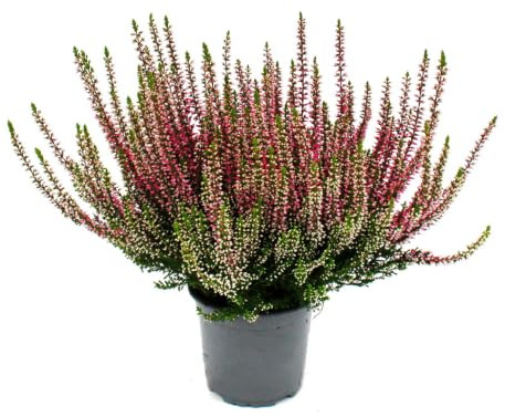 Calluna vulgaris – Set di 6 piante – Ginestra – Pianta erica – Resistente – Vaso da 11 cm – Rosa