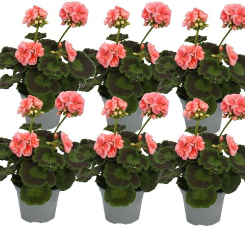Lot de 6 géraniums debout - Pelargonium zonale - Pot de 12 cm - Rose
