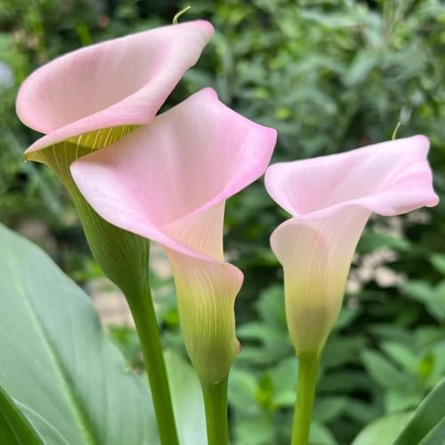 Bulbos de cala, bulbos de alcatraz, resistentes al exterior. Zantedeschia aethiopica, en resistentes al exterior resistentes para balcones 3pcs