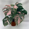 80 semi di monstera verde rosa