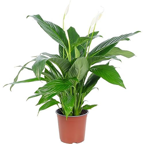 Espatifilo Natural Spathiphyllum Vivo Lirio de la Paz con Flores Elegantes