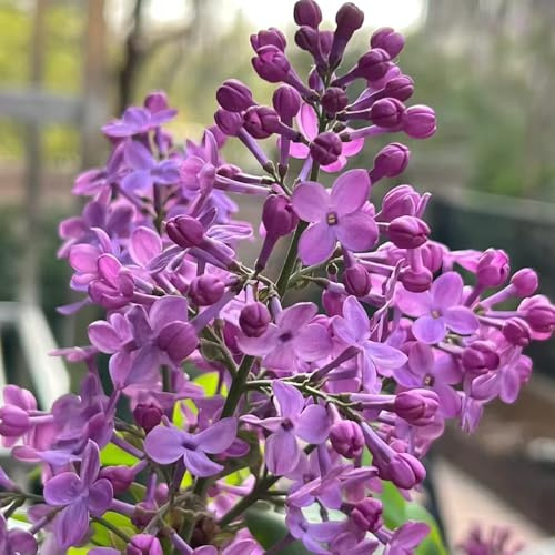 lilla semi - Syringa vulgaris semi esotiche primaverili decorazioni giardino per esterni rampicanti selvatici vaso 500pcs
