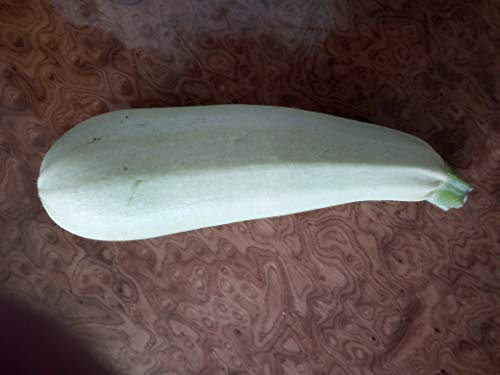 SEMI ZUCCHINA BIANCA LUNGA