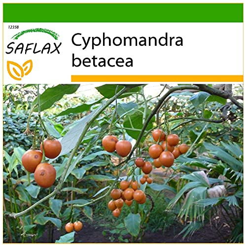 SAFLAX - Tropiskt Tomatträd/Tamarillo - 50 Frön - Med pottsubstrat för bättre odling - Cyphomandra betacea