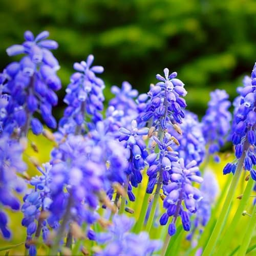 Hyazinthenzwiebel-Winterhart MehrjäHrig,Hyazinthen Zwiebeln,Traubenhyazinthen,HyazinthenblüTen,Hyazinthen Rhizome,Schnittblumen,Bonsai Pflanze-5zwiebeln-d