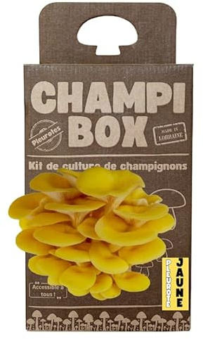 Kit de Culture de Champignons Pleurotes Jaune Champibox™ (Pleurotus citrinopileatus) - Pleurotes Made in France - Gourmand et Éducatif - Idée Cadeau Originale et Naturelle - Facile à Utiliser