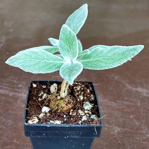 SUNNYPLANTS – Sinningia leucotricha, Gloxinia, afrikansk violett, Sinningia växter, Sinningia frön, suckulenter, suckulentfrön, suckulentväxter, inomhusväxter, Rechsteineria leucotricha