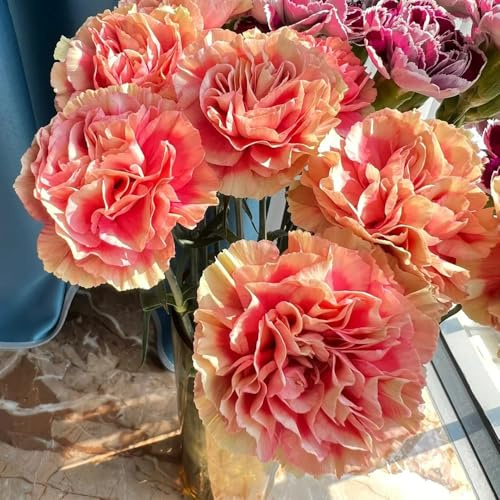 semi di garofano,semi di di garofano,semi di perenni resistenti per il giardino,colorati vasi per,per luoghi soleggiati semi biologici,250pcs