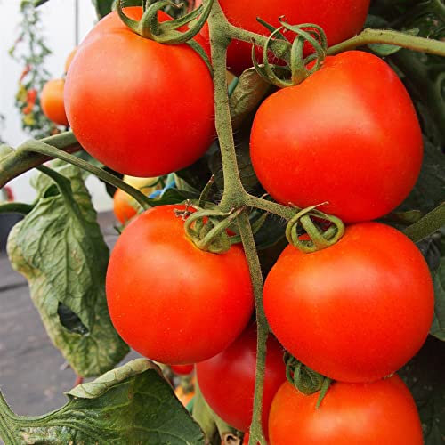 Vegetable - Tomato - Akron F1-10 Seeds