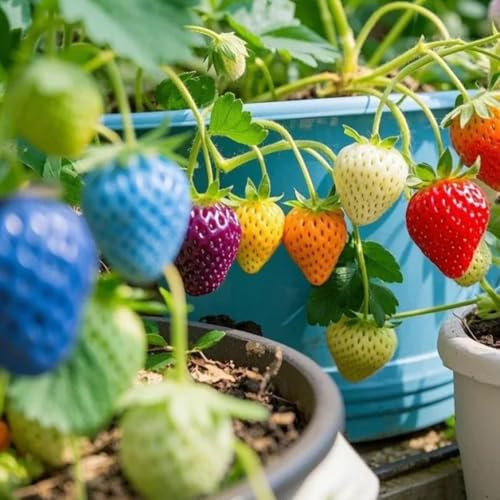 erdbeeren samen bio - hängeerdbeeren - obstbaum, zimmerbonsai bonsai erdbeer erdbeersamen obstsamen gartenpflanzen winterhart mehrjährig seltene pflanzen bio saatgut zimmerpflanzen 500pcs