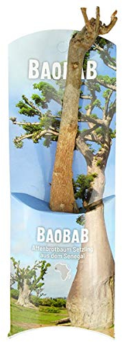 Baobab-Baum (Affenbrotbaum), ca. 18 Monate alt, 17cm hoch