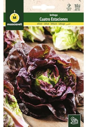Mascarell Semillas, LECHUGA, Semillas Huerto, LECHUGA REPOLLO CUATRO ESTACIONES, Crea tu Propio Huerto Urbano y Cultivo en Casa, Plantas Hortícolas, 6 Gramos