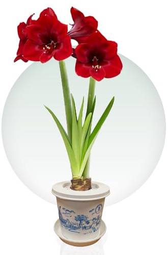 Bulbi di Amaryllis Pakket fai -da -te Pot - Bulbi Fiori in grande formato 26/30-1 Pezzo - Piante e Fiori Esclusivi dall'Olanda - Autentici Hippeastrum (non semi, senza cera e non artificiali)