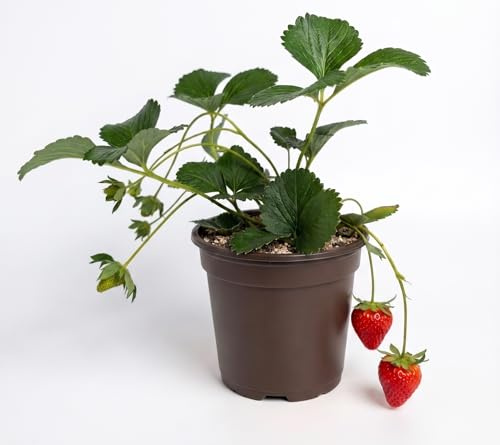 Semi Fragola a Frutto Grosso | Alta Germinazione | Fragole Dolci e Succose | Semi per Coltivazione in Vaso e Giardino | Pianta Facile da Coltivare, Raccolto Abbondante