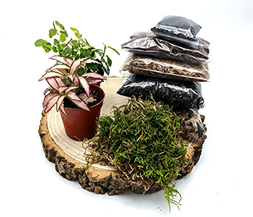 DIY Small Closed Terrarium Starter Kit • With 2 Humidity Loving Plants Included