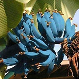 Graines De Banane Bleue Paquet De 100 Graines