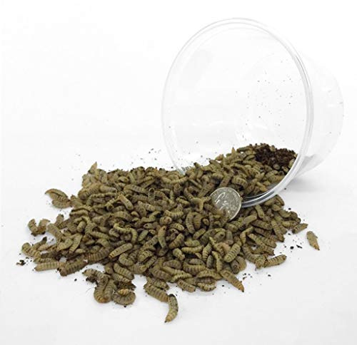 Symton Large Feeding Grade Black Soldier Fly Larvae