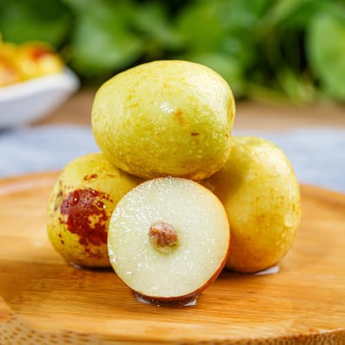chinesische jujube bio samen, baumsamen pflanzensamen gartendeko für draußen pflanzen samen，obstbäume obst frisch garten geschenk baum，nachhaltige geschenke bio saatgut，pflanzen garten 120pcs