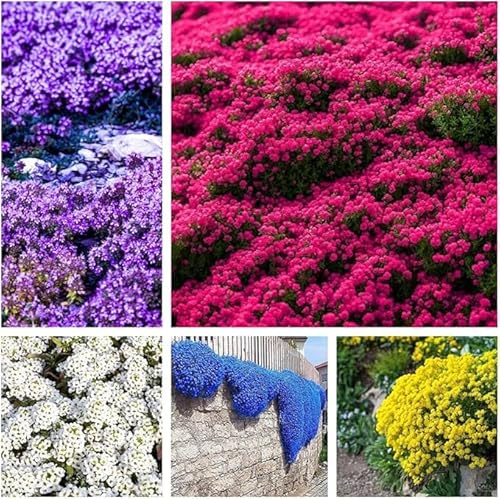 500 semi, miscela di semi di timo strisciante, AUBRIETA senza OGM, perenni e resistenti all'inverno, per piantagione ornamentale all'aperto, purificante l'aria.